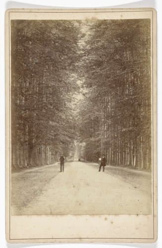 Boslaan (Middachter allée) bij De Steeg