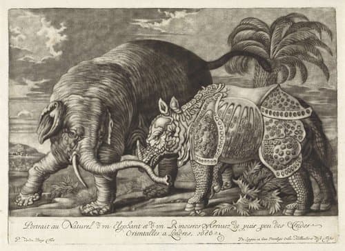 Elephant and Rhinoceros