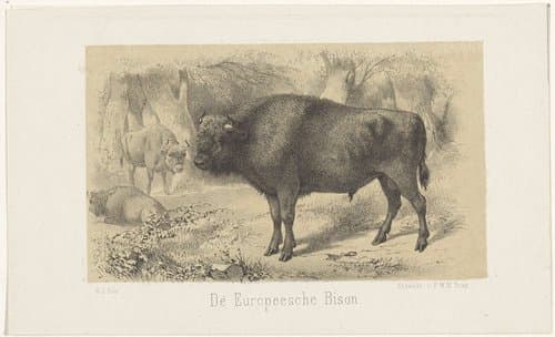 De Europeesche Bison