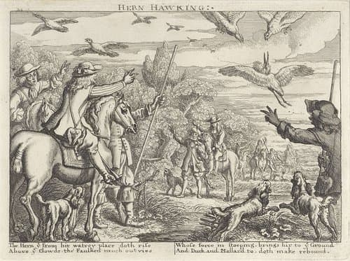 Valkenjacht op reigers en eenden