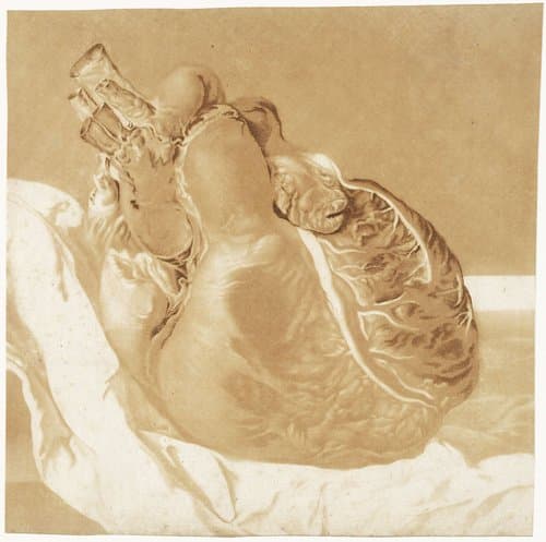 Prenten van het brein en het hart