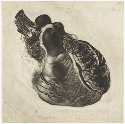 Anatomische studie van een menselijk hart
