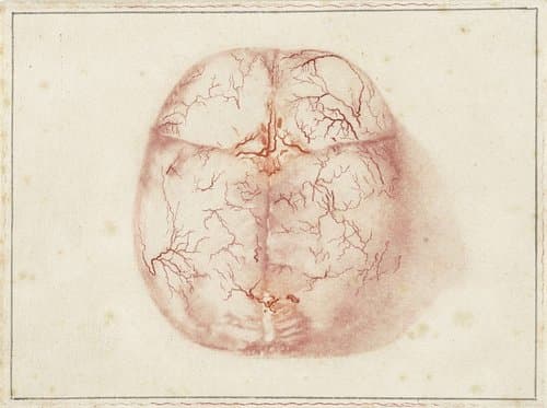 Prenten van het brein en het hart