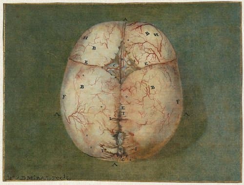 Prenten van het brein en het hart