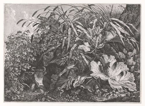 Planten en liggend rund