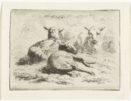 Drie liggende schapen