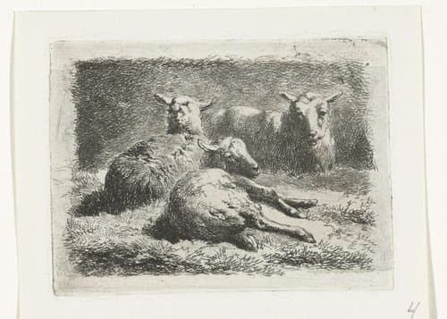 Drie liggende schapen