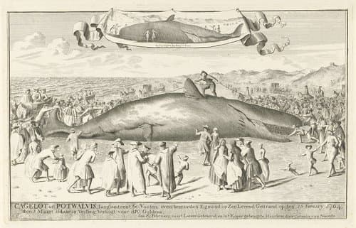 Aangespoelde potvis bij Egmond aan Zee, 1764