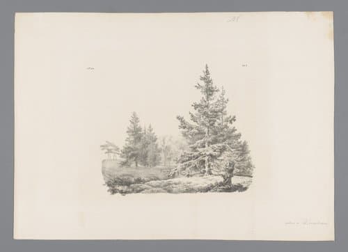 Landschap met dennenbomen