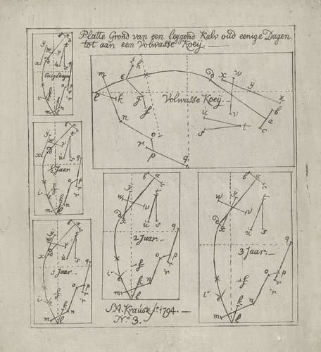 Schematische weergave van liggende koeien van verschillende leeftijden