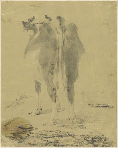 Staande koe, van achteren