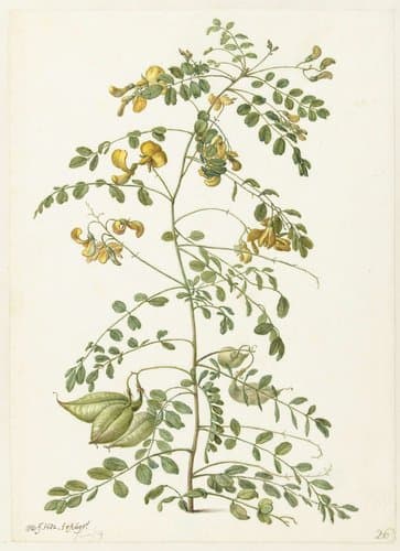 Bladder Senna and Sticky Catchfly