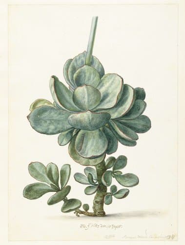Vetplant (Cotyledon orbiculata?)
