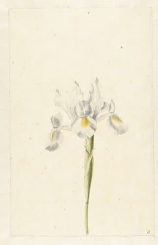 White Iris (Iris albicans)