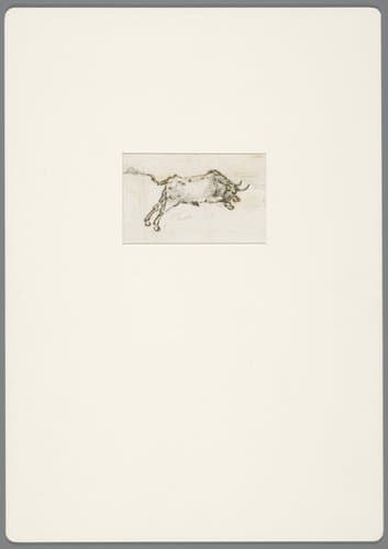 Stier in galop in de aanval