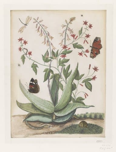 Vlinders, een slang en een schildpad rondom een bloeiende agave