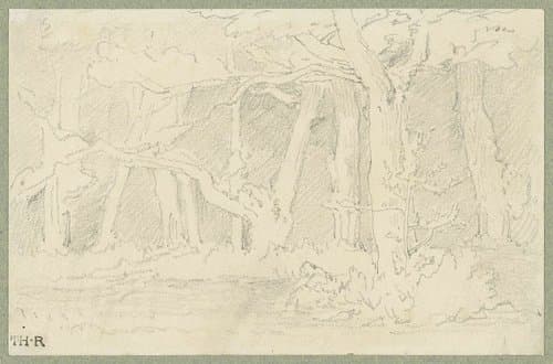 Schetsje van boomstammen