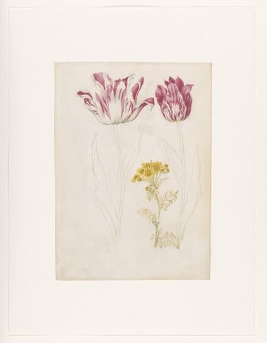 Twee tulpen en een takje met gele bloemen