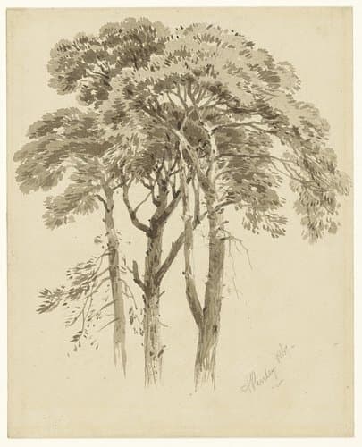 Studie van drie dennen