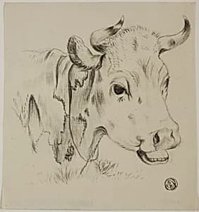 Cow's Head by Unknown artist
