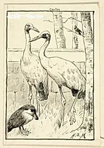 Four Birds in Landscape