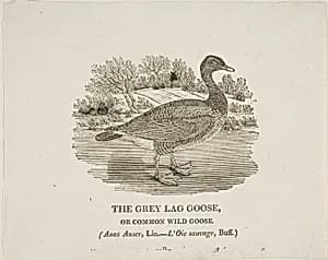 Grey Lag Goose by Thomas Bewick
