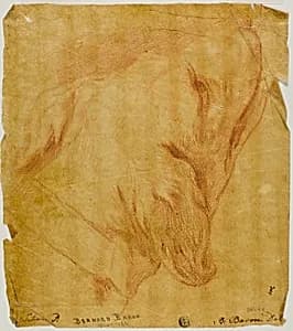 Head of a Dog