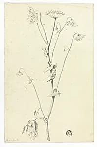 Hemlock by Unknown artist