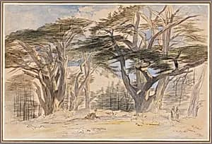 The Cedars of Lebanon