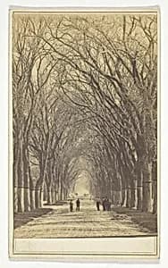 Untitled (avenue of trees) by Unknown