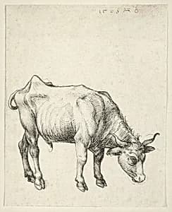 Young Bull by Albrecht Dürer