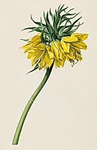 Kaiserkrone by Michael Moritz Daffinger