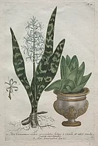 Aloes by Bartholomaus Seutter (German, 1678–1754)