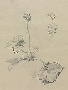 Anemone by John La Farge (American, 1835–1910)