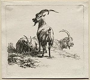 Animalia: Three Goats by Nicolaes Berchem (Dutch, 1620–1683)