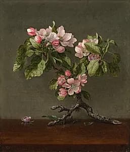 Apple Blossoms by Martin Johnson Heade (American, 1819–1904)
