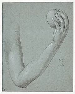 Arm of Eve by Albrecht Dürer (German, 1471–1528)