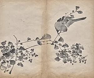 Blossoms by Unknown Artist