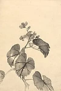 Branch of Begonia in Bloom by Kono Bairei (Japanese, 1844–1895)