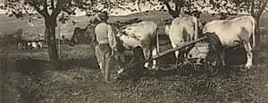 Camera Work: Ploughing Team by J. Craig Annan (British, 1864–1946)