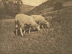 Camera Work: Sheep by Hans Watzek (Austrian, 1848–1903)