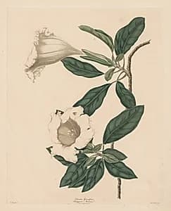 Chalice Vine by Maria Catharina Prestel (German, 1747–1794)