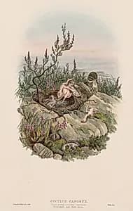 Cuculus Canorus by John Gould (British, 1804–1881)
