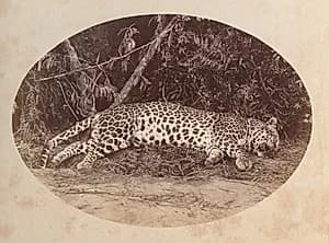 Dead Leopard by Unknown Artist