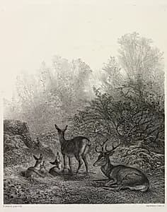 Deer at Rest by Karl Bodmer (Swiss, 1809–1893)