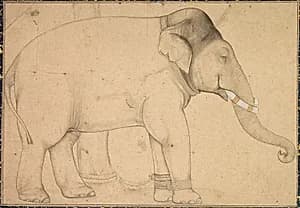 Drawing of an Elephant by Unknown Artist