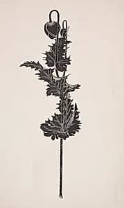 Flower Study by Harry Fenn (American, 1838/45–1911)