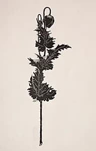 Flower Study by Harry Fenn (American, 1838/45–1911)