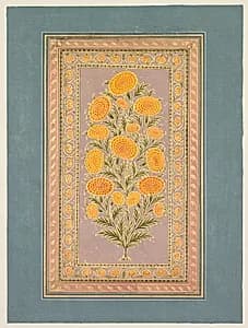 Flowering Marigold (verso) by Hunhar II (Indian, active mid-1700s)