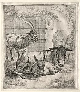 Goat and Donkeys by Johann Heinrich Roos (German, 1631–1685)